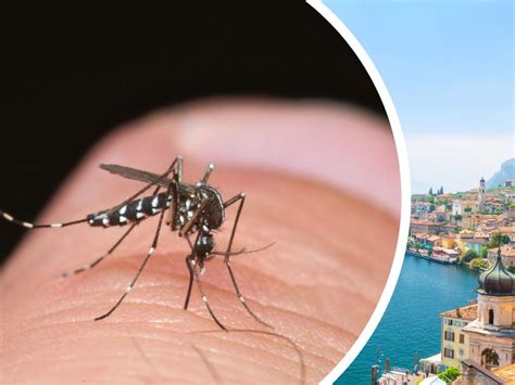 Italien schlägt Alarm Fälle von Dengue Fieber rund um den Gardasee