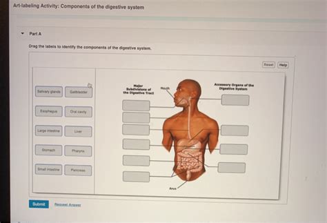 Solved Art Labeling Activity Components Of The Digestive