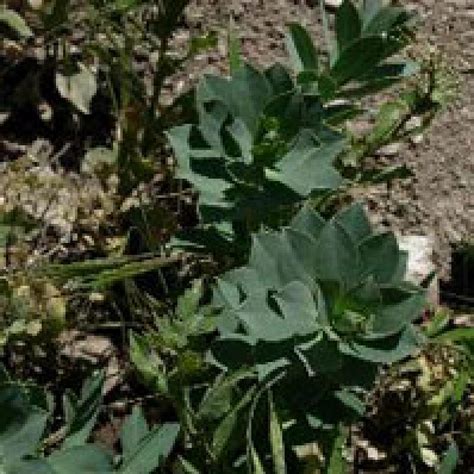 Plants That Are Poisonous Plants Poison Control