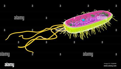 Cell Structure Bacterium Hi Res Stock Photography And Images Alamy