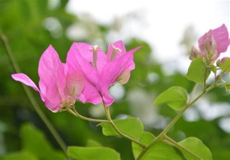 三角梅不开花，教你三种原因以及解决办法 —【花美花卉网】