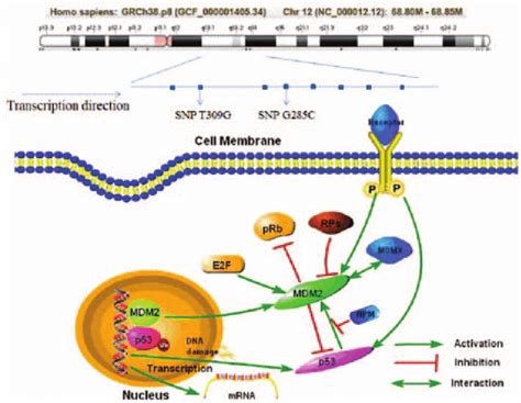 Gene Structure And Signal Path Of MDM2 E2F Transcription Factor E2F