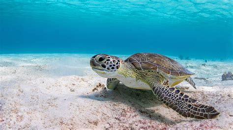 HD wallpaper: sea, water, background, turtle, underwater world, sea ...