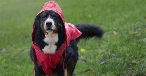 Far Uscire Un Cane Con La Pioggia Pro E Contro A Confronto