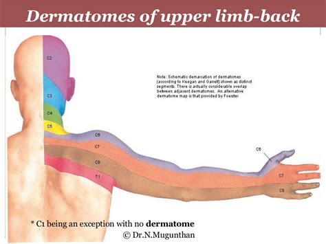 Dermatomes of upper limb- Dr.N.Mugunthan.MS