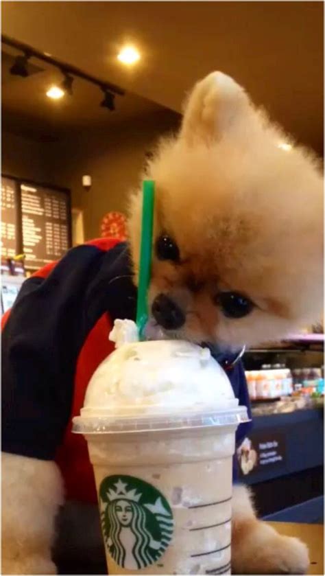 10 Flattering Starbucks Pup Cup Images Sure To Melt Your Heart