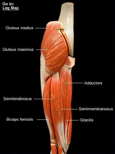 Image Result For Hamstrings Muscles Anatomy Model Hamstring Muscles