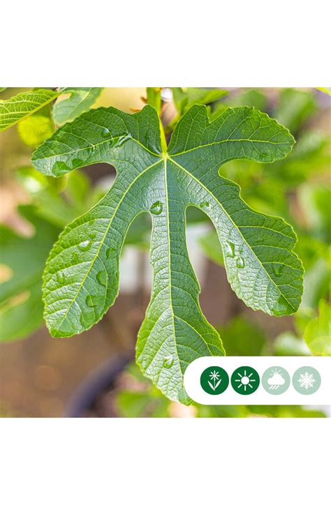 Ficus Carica Panachee Vijgenstruik Panachee De Batterijen