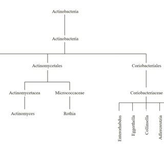 taxonomic structure   actinobacteria phylum