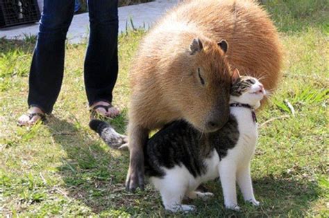 Though The Capybara Is The Largest Rodent In The World Capable Of