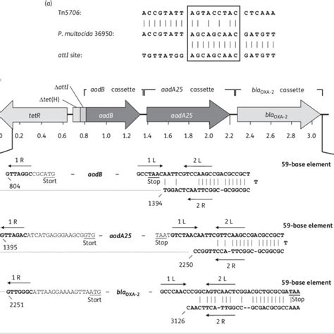 A Comparison Of The Sequence Detected In P Multocida 36950 At The Download Scientific