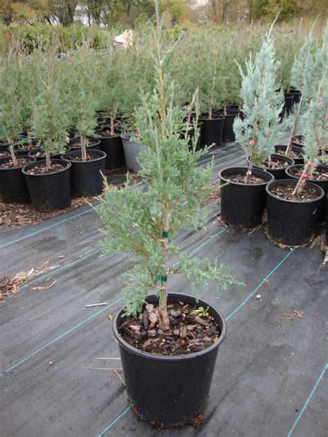 Baker Lake Nursery - Products - Evergreen Shrubs Minnesota - Juniperus-virginiana-Taylor--Taylor ...