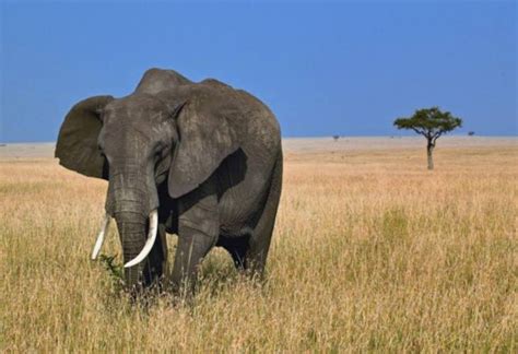 Elefante Africano Características Qué Come Dónde Vive