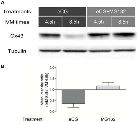 Regulation Of Cx43 Protein By The Proteasome In Coc During Ivm A