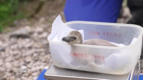 英動物園のフンボルトペンギン、今期11羽目のひな誕生 ベビーラッシュに沸く ロイター映像ニュース Yahoo Japan