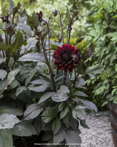 Dark red dahlias – Garden Flow