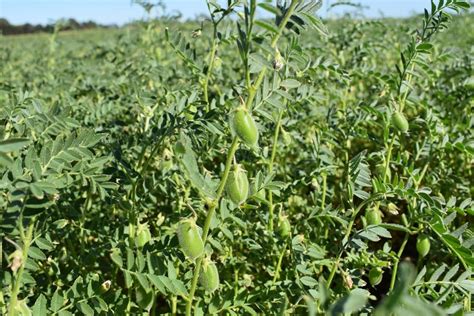 Wild Relatives Break Open Door To Ascochyta Resistant Chickpeas Grain