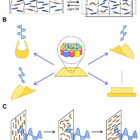 A Schematic Illustration Of The Photo Induced Contraction Of A