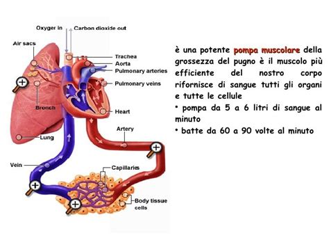 Apparato Circolatorio Diapositive1 Lezioni Di Scienze Scienza Per