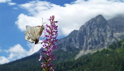 Nature and landscape - Trentino - Italy