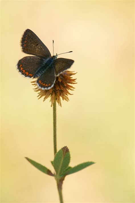 Vals Bruin Blauwtje Aricia Artaxerxes Northern Brown Argus