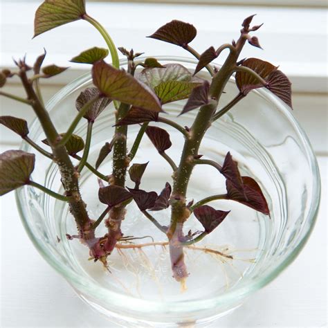 Growing Sweet Potato Plants In Pots