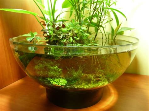 10 Popular Live Saltwater Plants for Your Aquarium - eLiveStory