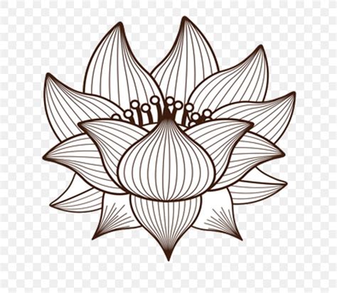 Drawing Nelumbo Nucifera Png X Px Drawing Artwork Black And