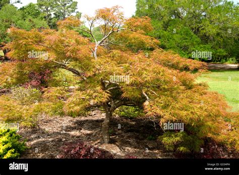 Acer Palmatum Toyama Nishiki Stock Photo Alamy