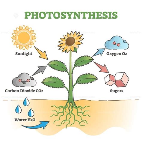 Write the Word Equation for Photosynthesis – Get Formula, Diagram