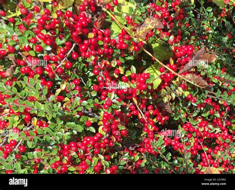 Feuerdorn Strauch Fotos Und Bildmaterial In Hoher Aufl Sung Alamy