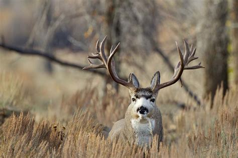 🔥 [50+] Big Buck Deer Wallpapers | WallpaperSafari