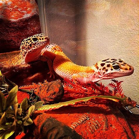 Let S Talk About Sex A Simple Guide To Breeding Leopard Geckos