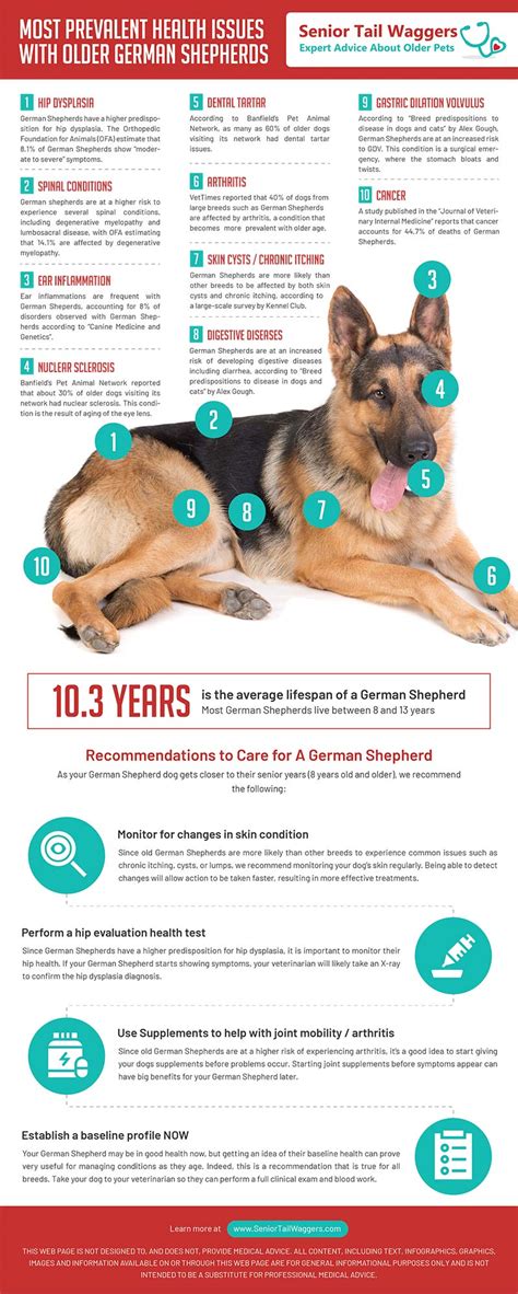 What Diseases Are Common In German Shepherds