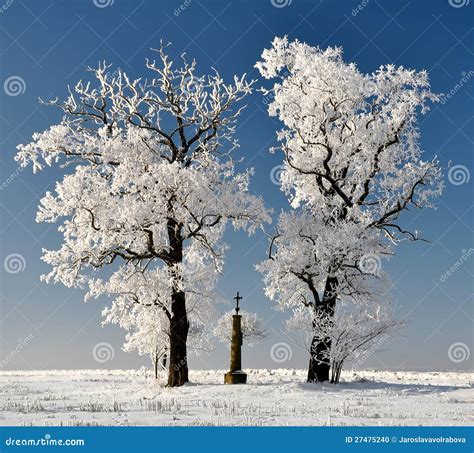 Winter Tree In Czech Republic Stock Photo - Image: 27475240