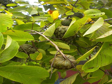 La anona - Annona cherimola - Annonaceae - MundoForestal