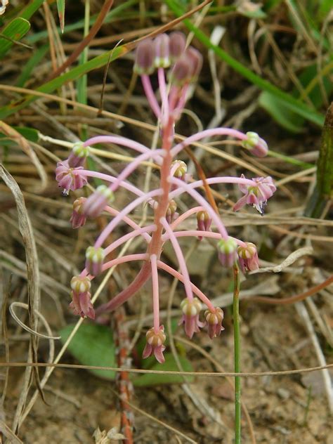 Fynbos African Hyacinth From Potters Trail Greyton 7233 South Africa