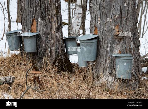 Maple Sap Buckets Hi Res Stock Photography And Images Alamy