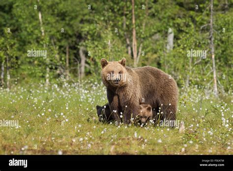 Brown Bear With Cubs Ursus Arctos Kuhmo Finland Scandinavia