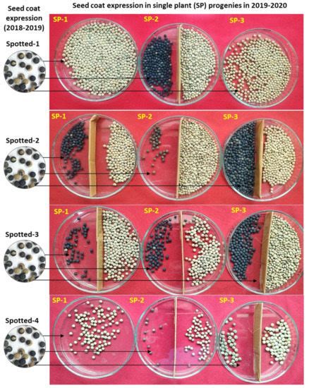 Plants Free Full Text Morphological Molecular And Biochemical