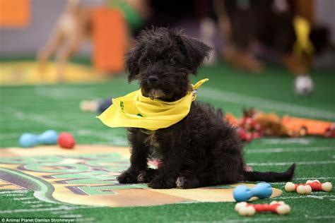 Team Fluff win the Lombarky Trophy again in the Puppy Bowl | Daily Mail ...