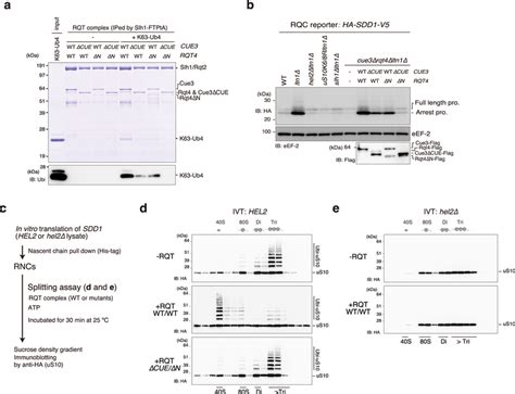 Decoding Of K63 Linked Polyubiquitination Is Essential For The