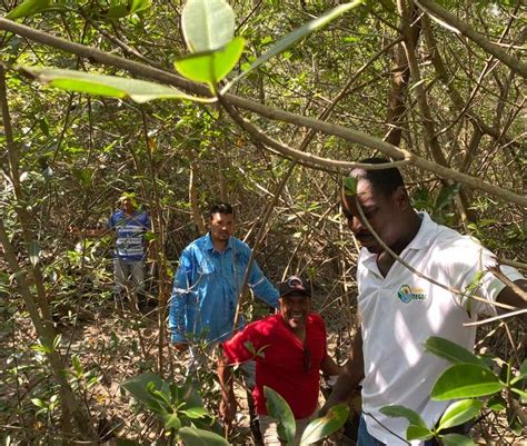 JÓvenes Del Manglar En El RÍo Chone ManabÍ Delimitando Una Zona De Manglar Para Su RestauraciÓn