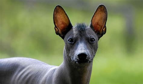 10 Rare Dog Breeds You Probably Never Knew Existed