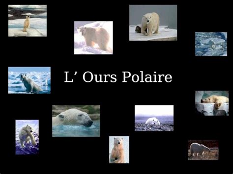 PPT L Ours Polaire Indroduction LOurs Polaire Est Un Ours De Grande