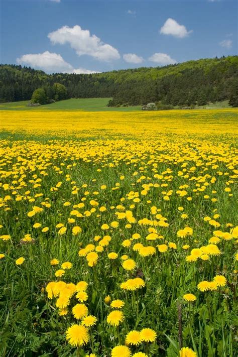 Dandelion Field Wallpaper