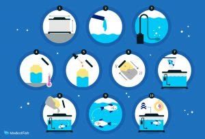 how to euthanize a fish at home naturally