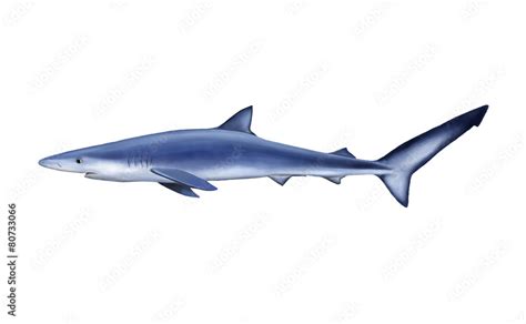 Blue shark, tintorera Stock Illustration | Adobe Stock