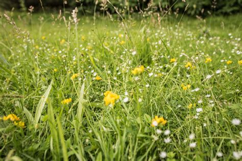 How To Rewild Your Garden Country Town House