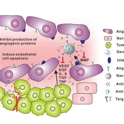 Schematic Illustration Of Enhanced Permeability And Retention Epr